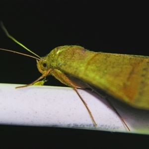 Helicoverpa (genus) at Sheldon, QLD by PJH123