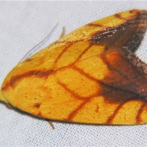 Xanthodes transversa (Bagisarinae) at Sheldon, QLD by PJH123