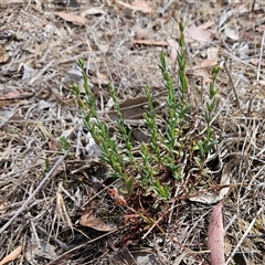 Hypericum gramineum at Hawker, ACT - 24 Nov 2024 by sangio7