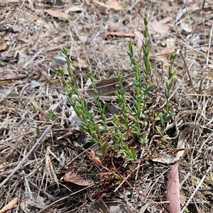 Hypericum gramineum at Hawker, ACT - 25 Nov 2024