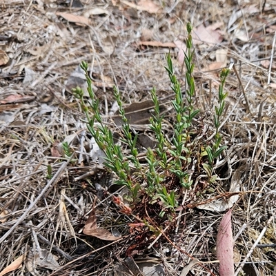 Hypericum gramineum at Hawker, ACT - 24 Nov 2024 by sangio7