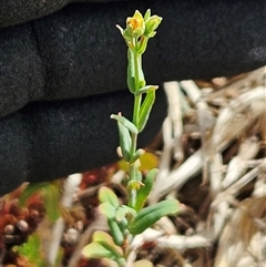 Hypericum gramineum at Hawker, ACT - 25 Nov 2024