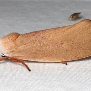 Cryptophasa rubescens (A Timber Moth) at Bulli, NSW by jb2602