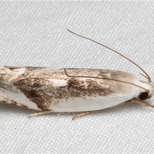 Plectophila discalis at Bulli, NSW - 24 Nov 2024 08:34 PM