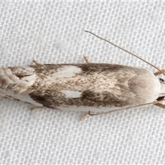 Plectophila discalis at Bulli, NSW - 24 Nov 2024 08:34 PM