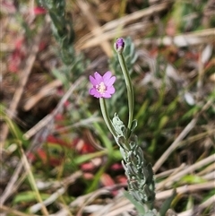 Epilobium billardiereanum at Hawker, ACT - 24 Nov 2024 by sangio7