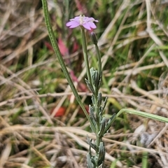 Epilobium billardiereanum subsp. cinereum at Hawker, ACT - 25 Nov 2024