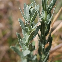 Epilobium billardiereanum subsp. cinereum at Hawker, ACT - 25 Nov 2024