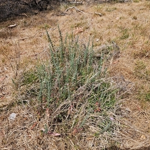 Epilobium billardiereanum subsp. cinereum at Hawker, ACT - 25 Nov 2024