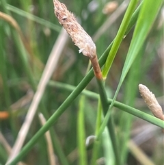 Eleocharis acuta (Common Spike-rush) at Binalong, NSW - 25 Nov 2024 by JaneR