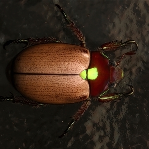 Anoplognathus flavipennis at Bulli, NSW - 24 Nov 2024