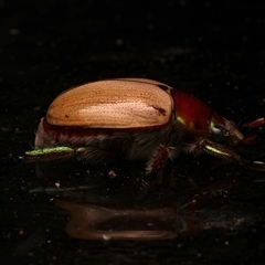 Anoplognathus flavipennis at Bulli, NSW - 24 Nov 2024