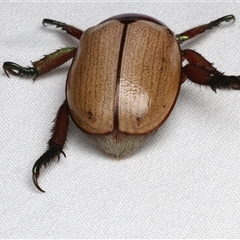 Anoplognathus flavipennis at Bulli, NSW - 24 Nov 2024