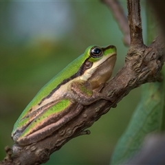 Unidentified Frog at Farnborough, QLD - 24 Nov 2024 by trevsci