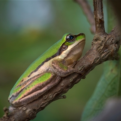 Litoria fallax at Farnborough, QLD - 24 Nov 2024 by trevsci
