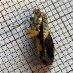 Hypertropha chlaenota at Braddon, ACT - 25 Nov 2024