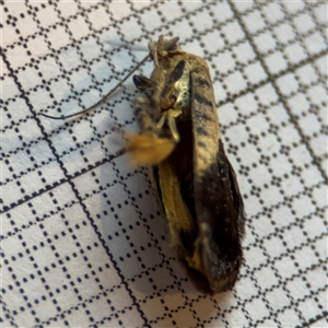 Hypertropha chlaenota at Braddon, ACT - 25 Nov 2024