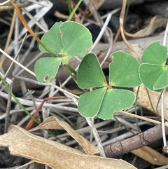 Marsilea drummondii (Common Nardoo) at Binalong, NSW - 25 Nov 2024 by JaneR