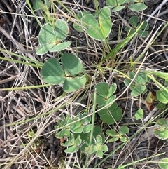 Marsilea drummondii at Binalong, NSW - 25 Nov 2024 04:28 PM