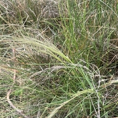 Lachnagrostis filiformis at Binalong, NSW - 25 Nov 2024 by JaneR