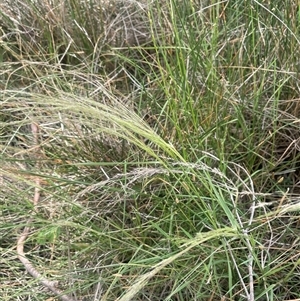 Lachnagrostis filiformis at Binalong, NSW - 25 Nov 2024