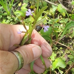 Unidentified Other Wildflower or Herb at Diggers Camp, NSW - 25 Nov 2024 by Topwood