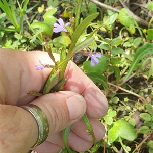 Lobelia anceps at Diggers Camp, NSW - 25 Nov 2024