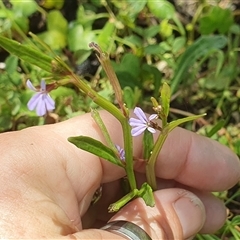 Lobelia anceps at Diggers Camp, NSW - 25 Nov 2024