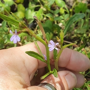 Lobelia anceps at Diggers Camp, NSW - 25 Nov 2024