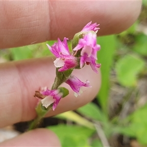 Spiranthes australis at Diggers Camp, NSW - suppressed