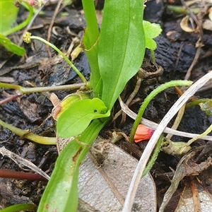 Spiranthes australis at Diggers Camp, NSW - suppressed