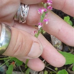 Spiranthes australis at Diggers Camp, NSW - suppressed