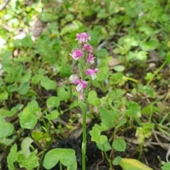 Spiranthes australis at Diggers Camp, NSW - suppressed