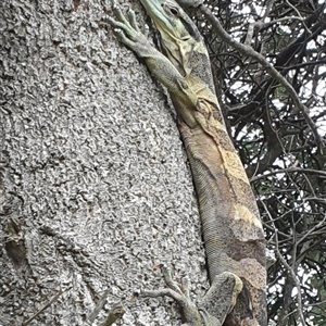 Varanus varius at Diggers Camp, NSW - suppressed