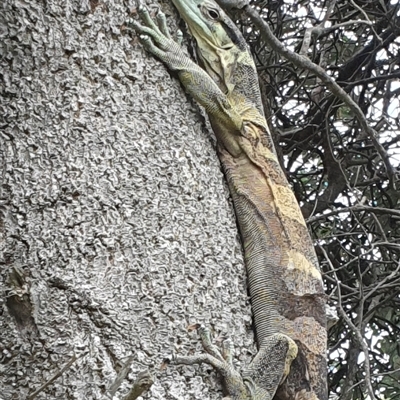 Varanus varius (Lace Monitor) at Diggers Camp, NSW - 25 Nov 2024 by Topwood