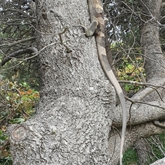 Varanus varius at Diggers Camp, NSW - suppressed