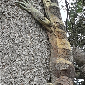 Varanus varius at Diggers Camp, NSW - suppressed