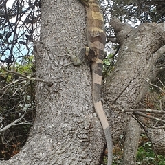 Varanus varius at Diggers Camp, NSW - suppressed