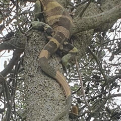 Varanus varius at Diggers Camp, NSW - suppressed