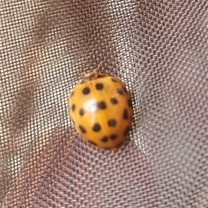 Henosepilachna vigintioctopunctata (28-spotted potato ladybird or Hadda beetle) at Tyndale, NSW by Topwood