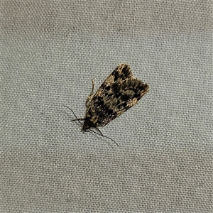 Barea codrella at Braidwood, NSW - 25 Nov 2024 08:55 PM