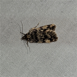 Barea codrella at Braidwood, NSW - 25 Nov 2024 08:55 PM