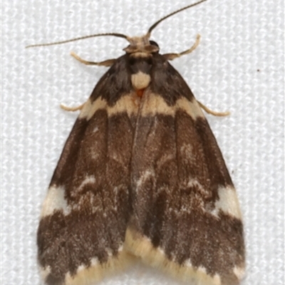 Halone pteridaula (a Lichen moth) at Bulli, NSW - 24 Nov 2024 by jb2602