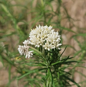 Cassinia aculeata subsp. aculeata at Hawker, ACT - 25 Nov 2024