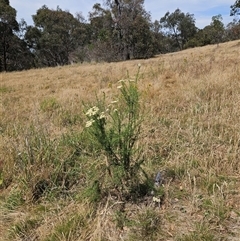 Cassinia aculeata subsp. aculeata at Hawker, ACT - 25 Nov 2024