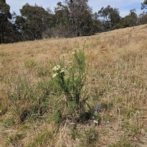 Cassinia aculeata subsp. aculeata at Hawker, ACT - 25 Nov 2024