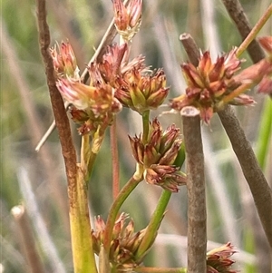 Juncus fockei at Binalong, NSW - 25 Nov 2024 04:46 PM