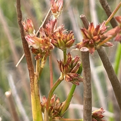 Juncus fockei (A Rush) at Binalong, NSW - 25 Nov 2024 by JaneR