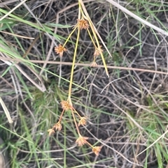 Juncus fockei at Binalong, NSW - 25 Nov 2024 04:46 PM