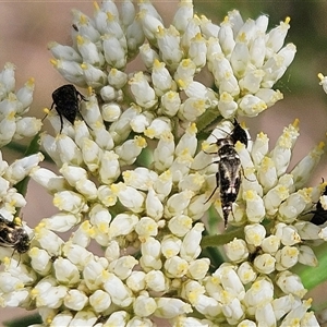 Mordella limbata (A pintail beetle) at Hawker, ACT by sangio7